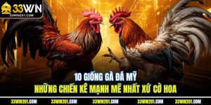 10 Giống Gà Đá Mỹ - Những Chiến Kê Mạnh Mẽ Nhất Xứ Cờ Hoa