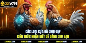 Các Loại Cựa Gà Chọi Đẹp - Kiến Thức Nhận Biết Dễ Dàng Cho Bạn