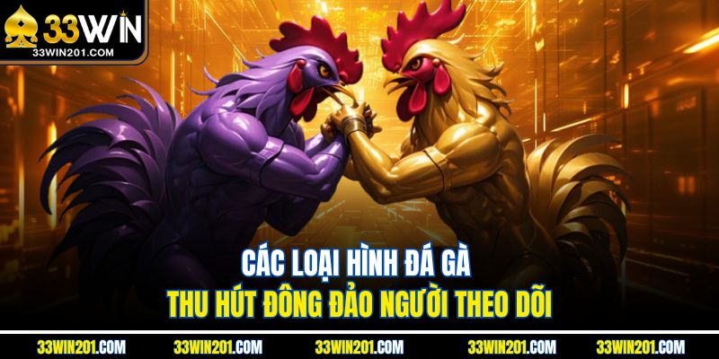 Các loại hình đá gà thu hút đông đảo người theo dõi