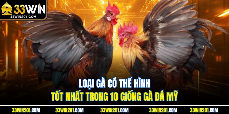 Loại gà có thể hình tốt nhất trong 10 giống gà đá Mỹ