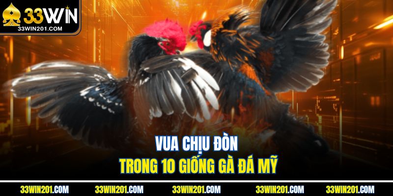Vua chịu đòn trong 10 giống gà đá Mỹ